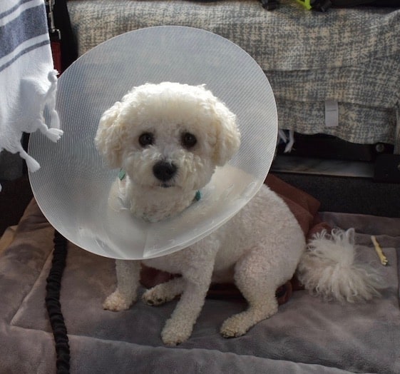 white bichon frise dog with cone on post surgery