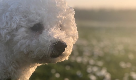 bichon frise fluffy white dog's face looking thoughtful