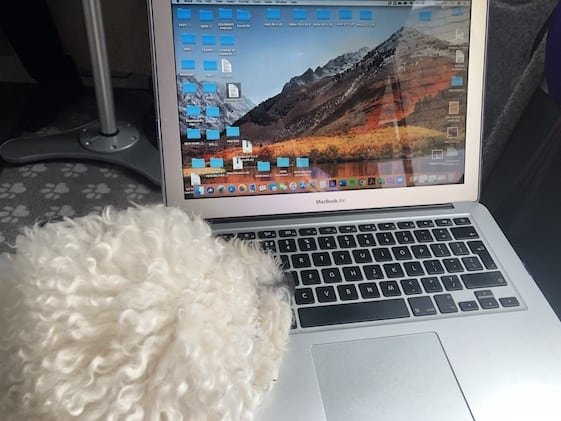 white fluffy dog looking at macbook air laptop