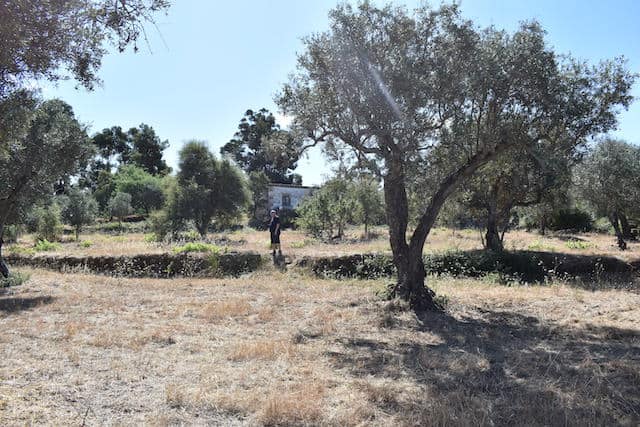field with olive trees