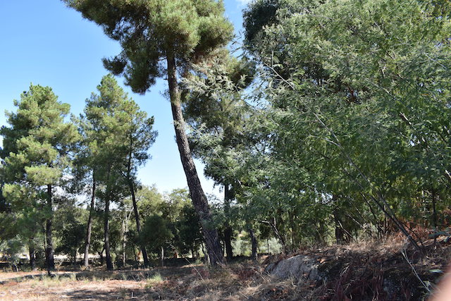 tall pine trees