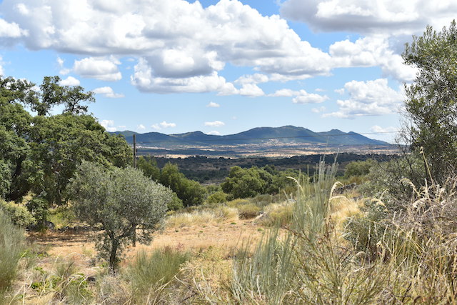 view of mountains with dry plain and olive trees in front