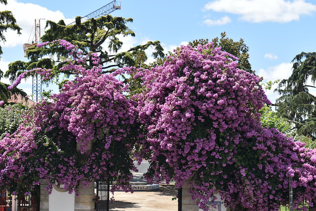 pink and purple bourgainvillea growing over a wall