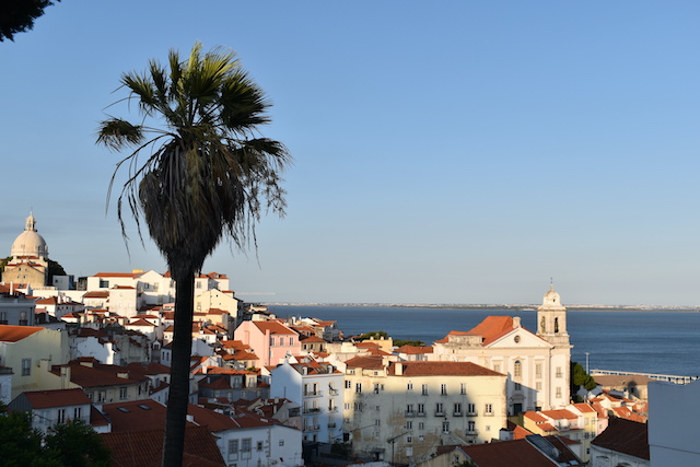 palm tree and white buildings with red tiled roofs by sea