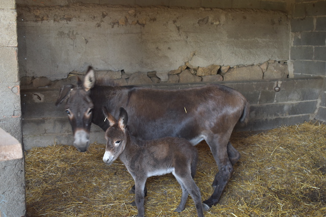 grey mother and baby donkey