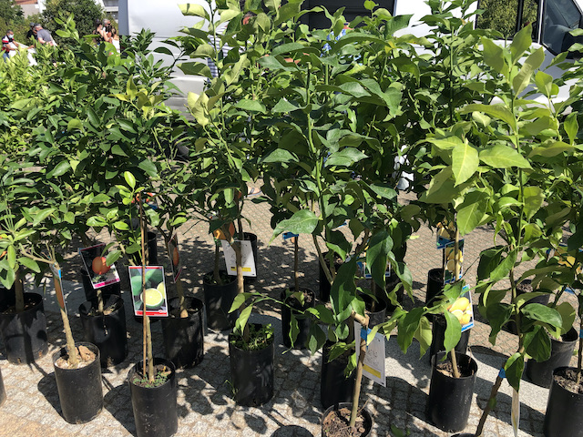 fruit trees for sale at market