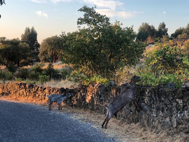 goats reaching over wall to eat grapes