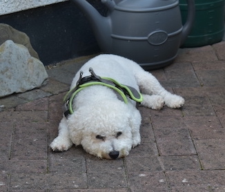 white bichon frise dog laying on ground