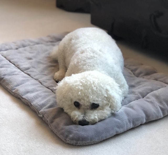 white bichon frise dog laying on mat