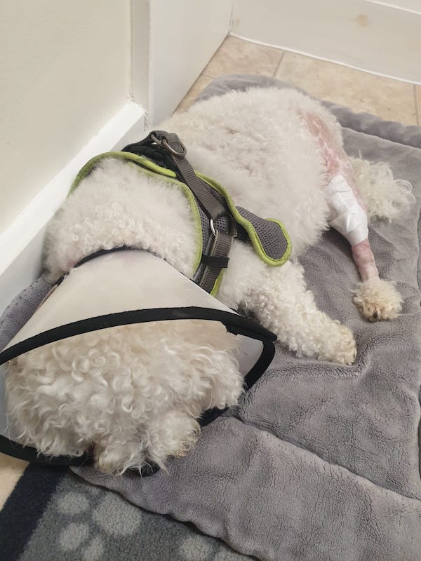 bichon frise white fluffy dog with cone on head and bandage around leg laying down after surgery
