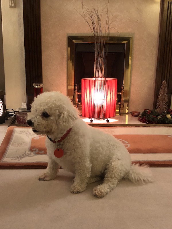 white fluffy bichon frise dog sitting in front of fire place