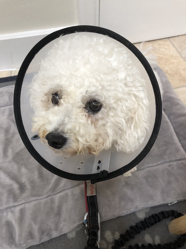 white fluffy bichon frise dog with cone around head to prevent scratching after operation