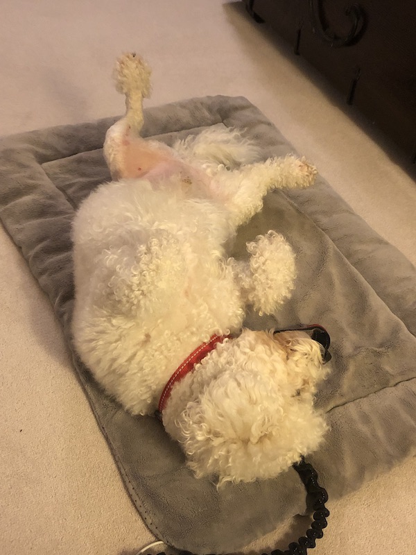 white fluffy dog laying on his back, one leg shaved after operation