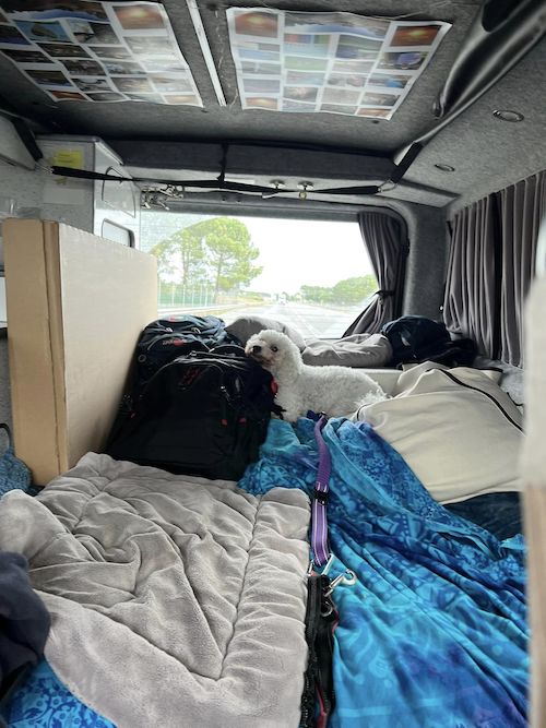 small white dog sitting on bed in campervan