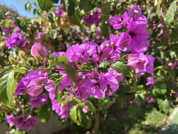 bright pink bougainvillea flower bush