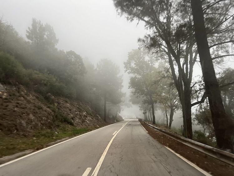 mist on road with trees either side